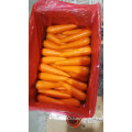 Top Quality Fresh Carrot